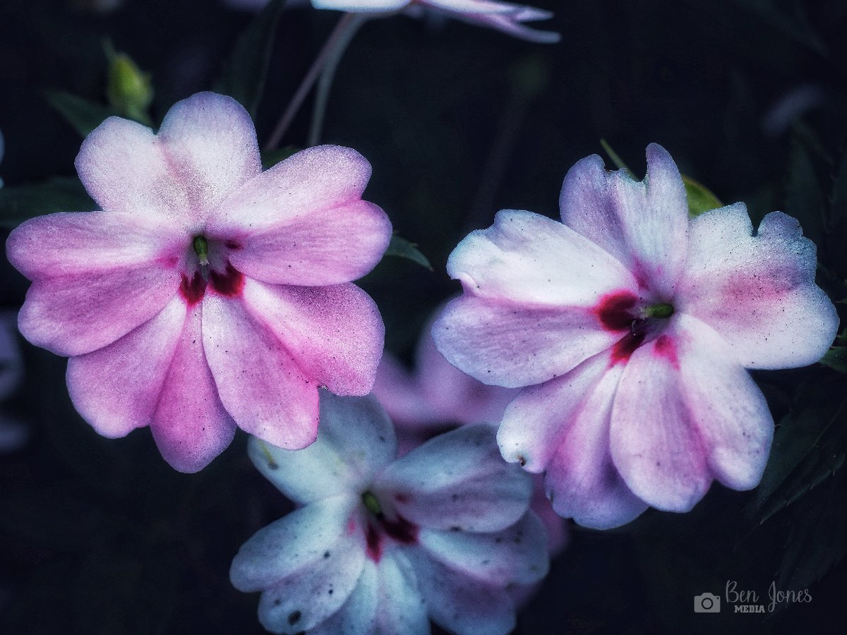 BenJonesMedia1's tweet photo. Initiate your Monday by embracing something beautiful.
#photooftheday #photography #picoftheday #follow #nature #monday #mondaymotivation #happymonday #flower #flowers #scbg #scbotgarden #clemson @scbotgarden @clemsonuniversity https://t.co/nVjs3XSdCt