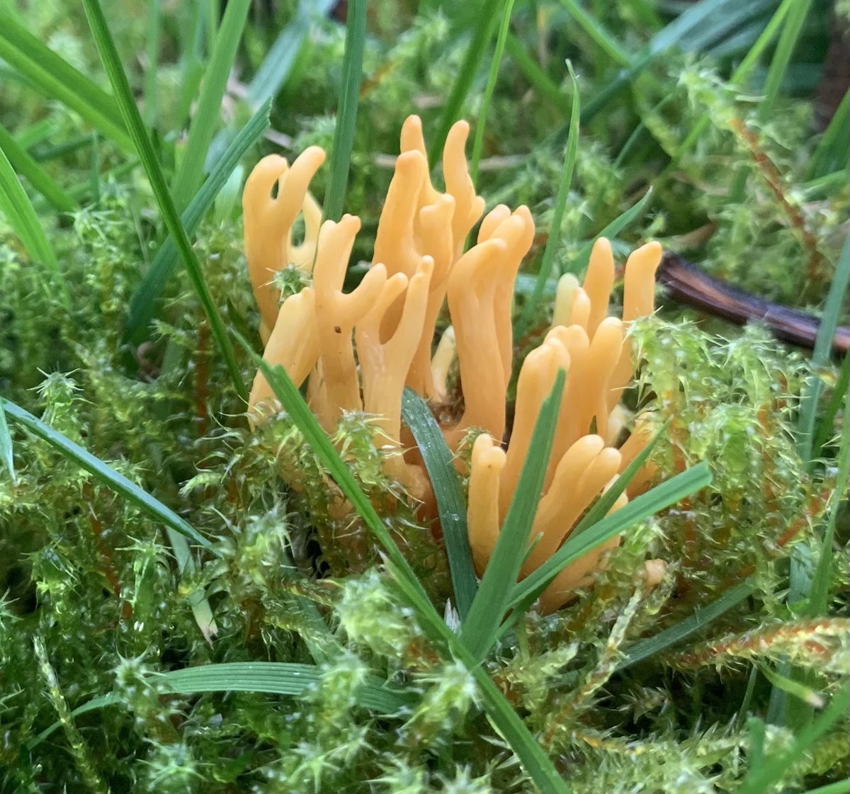 Different colours of Meadow Coral whilst at work this morning, in Minsterley, Shropshire. #MushroomMonday @WildlifeTrust @BritishFungi @BritMycolSoc #fungi