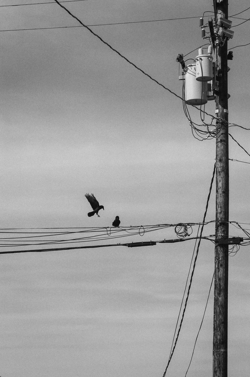 thinktk's tweet image. Monochrome Monday – Heckle and Jeckle hanging out near the El Rancho Motel on Route 66 in Barstow, CA. Feb, 2022. Sadly, most of the motel was burned down in a suspicious 3 alarm fire on July 5, 2022. 

CineStill BWXX, shot at 200iso. #BelieveInFilm
