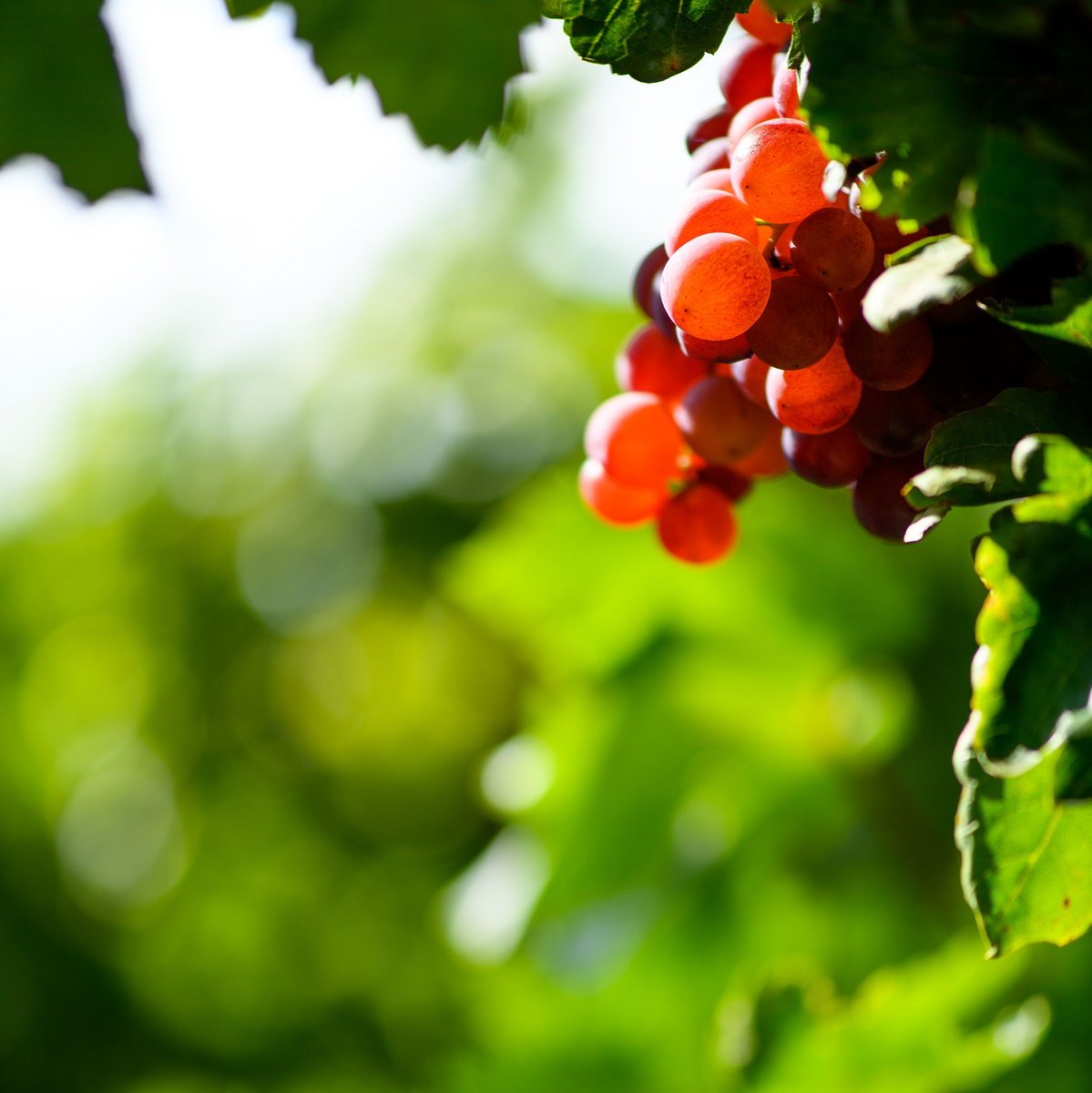 Today the SA raisin industry is considered as a global player as the world's 5th largest exporter of raisins, with more than 88% of its total crop earmarked for premium international markets 🙌

#southafricanraisins #fruitfarming #driedfruit #southafricanfruit #raisinindustry