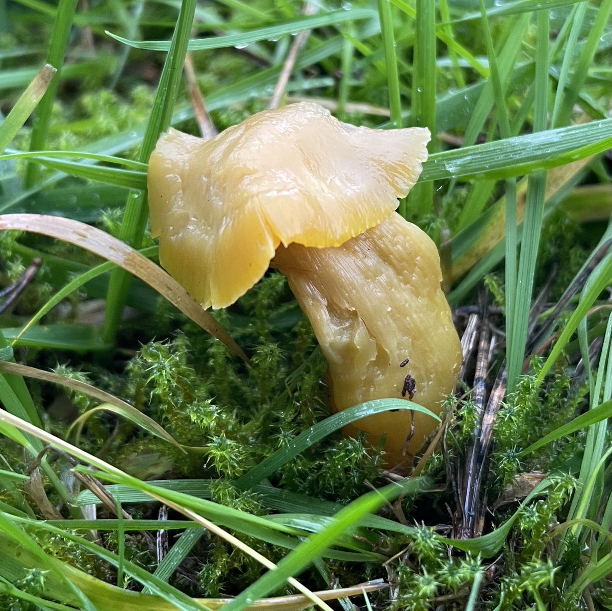 I think these are 2 Waxcap species. 🤔 both different views of same fruiting body. Latter could be Oily possibly. 🤷🏻‍♂️ what do #mushroomtwitter people think? @WildlifeTrust @Love_plants @BritMycolSoc @BritishFungi #WaxcapWatch