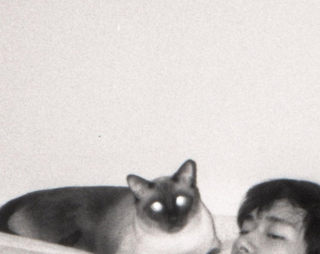 4xiaoyi's tweet photo. i hope this fat cat giving u cuddles tonight or i will https://t.co/LbMoDGEehl