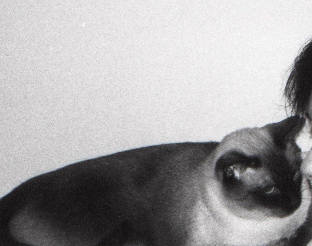 i hope this fat cat giving u cuddles tonight or i will