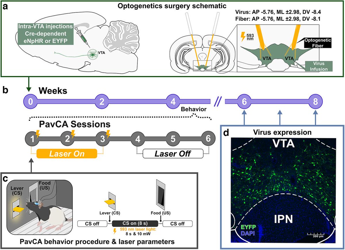 SfN Journals tweet media