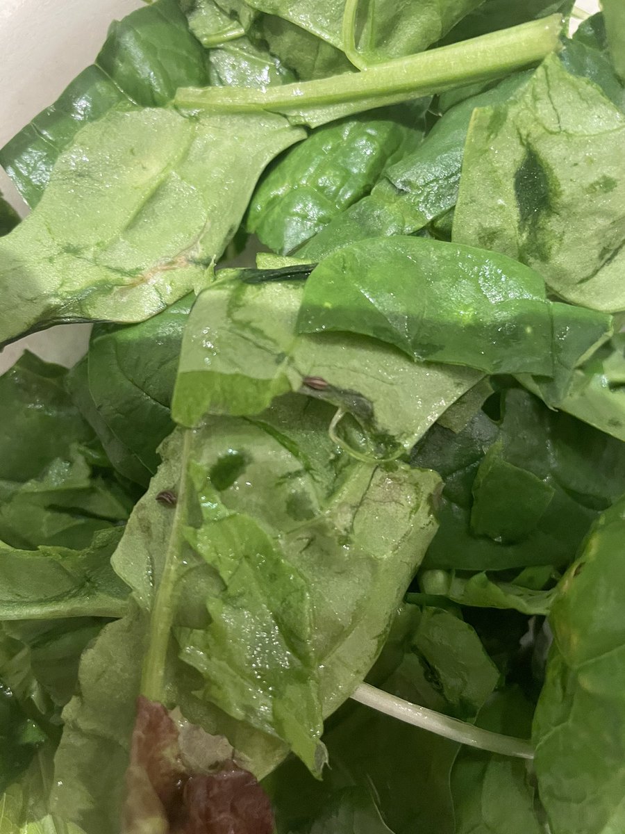 markstarkey12's tweet photo. #tesco - every little bug in the leaves helps…. https://t.co/31p6TNUEfS