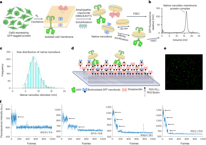 New content online: Oligomeric organization of membrane proteins from native membranes at nanoscale spatial and single-molecule resolution dlvr.it/SzNQf8