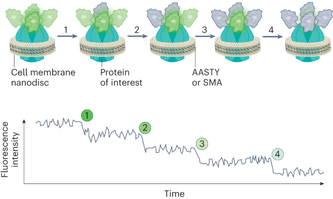 New content online: Lightly counting membrane proteins in native nanodiscs dlvr.it/SzNQfn