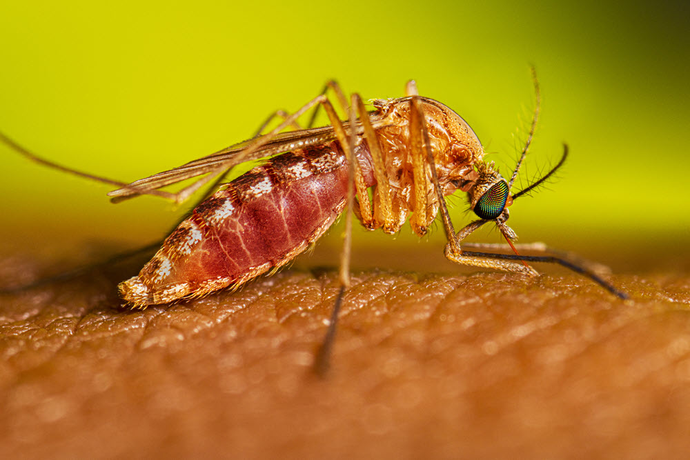 Northern Irish mosquitoes? 🚨PhD opportunity unravelling their overlooked ecology and disease risk 🦟🦠 gla.ac.uk/postgraduate/d… Funded through @NorthWestBio1 between @QUBbioscience and @UofG_SBOHVM Closing 9th February 2024