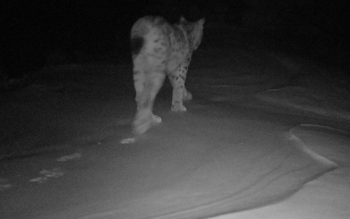 A good illustration of why deep snow is a strong barrier for the Persian leopard distribution. A lynx easily walking and a leopard plodding and falling two hours apart on a winter trail in Khosrov Reserve, Armenia. Credit: WWF-Armenia.