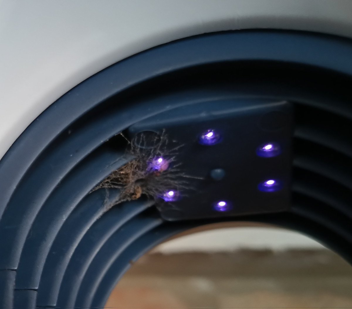 Puse la lámpara caza mosquitos y una araña anidó al lado de las luces que los atraen. Cuando nosotros fuimos la naturaleza fue y vino 10 veces