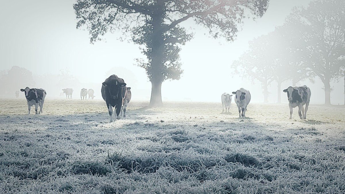 Geertjan_Oxe's tweet image. #blackandwhitephoto 
#blackandwhitephotography 

#Cows 🐄 
#Salland #Oxe