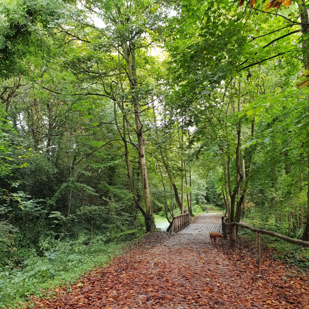 🍂 The weather may have turned, but we can’t let it stop us from enjoying one of the many outdoor spaces in #Sittingbourne, #Sheppey and #Faversham 🍂

From #CountryParks to #NatureReserves, experience the wonders that Autumn has to offer: bit.ly/3GiGJo0

#AutumnWalks