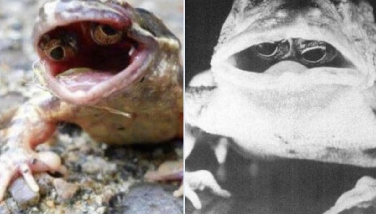 Call_It_Flash's tweet photo. Do you know ❓

There is a mutation in frogs called "macro mutation" that causes their eyes to grow on the inside of their mouth.

Follow for more amazing facts. @Call_It_Flash

#Lets_Learn https://t.co/aqcYQmNgwf