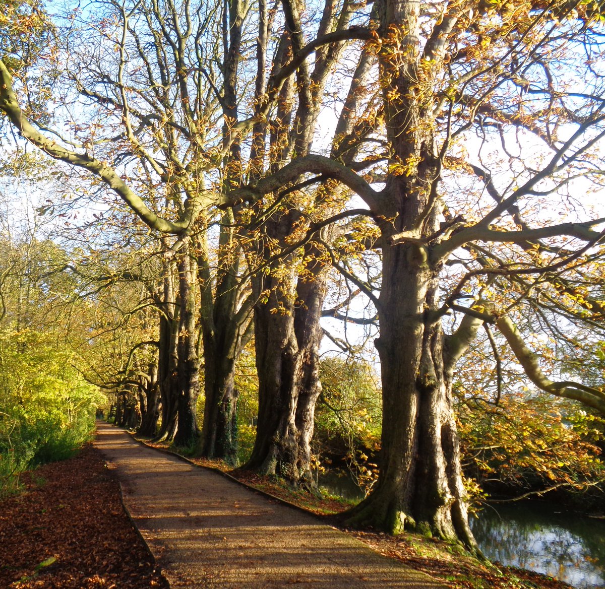 Chestnut Avenue in golden hour. Wishing you all a lovely Tuesday. #ThickTrunkTuesday #NationalTreeWeek #NationalTreeWeek2023