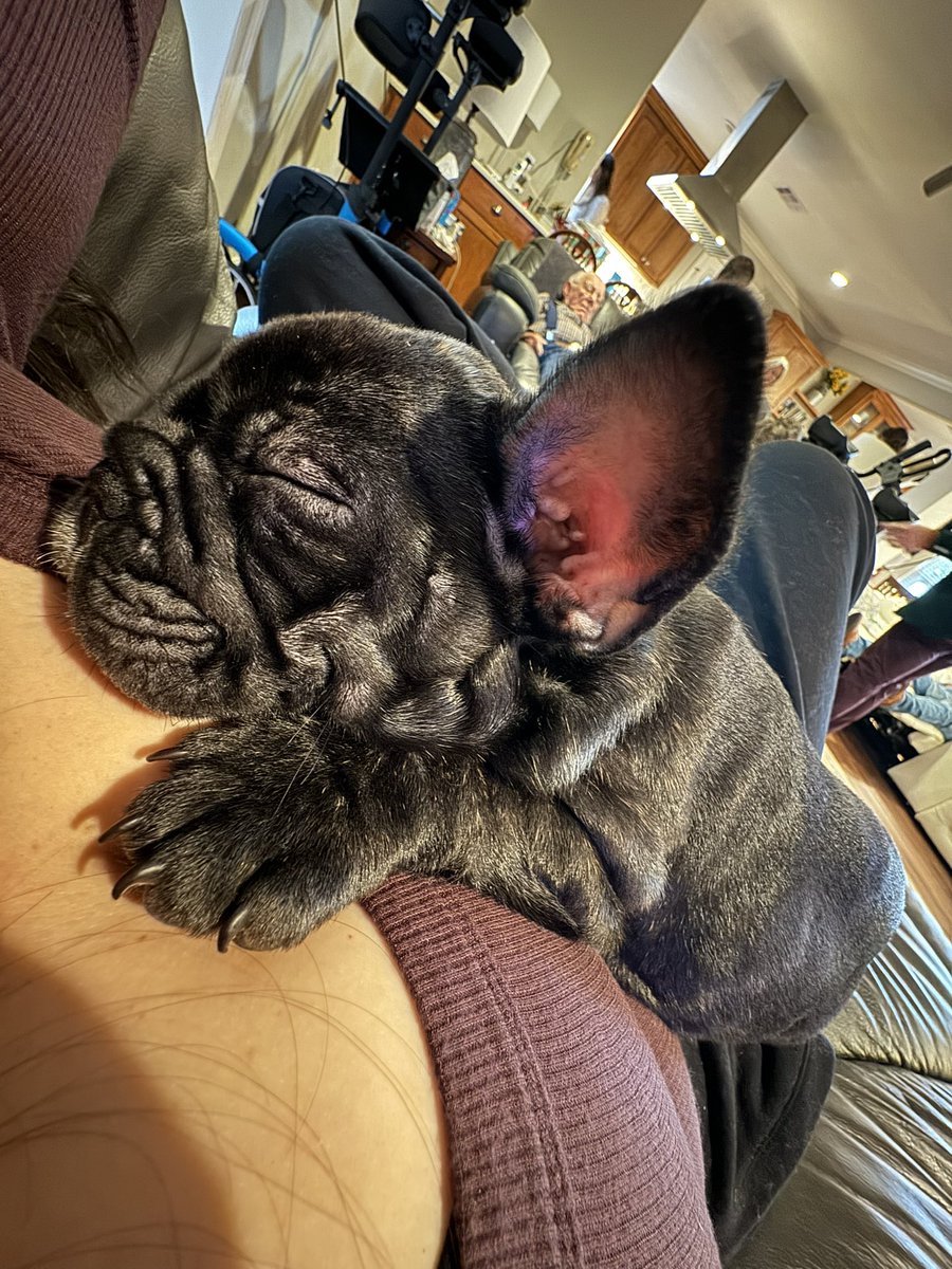 tori_viator's tweet image. Life with Bodin is all snuggles 🖤🐾