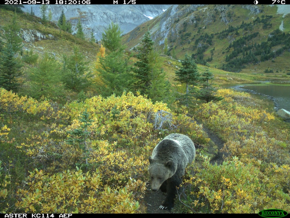 Friends of Kananaskis Country tweet media