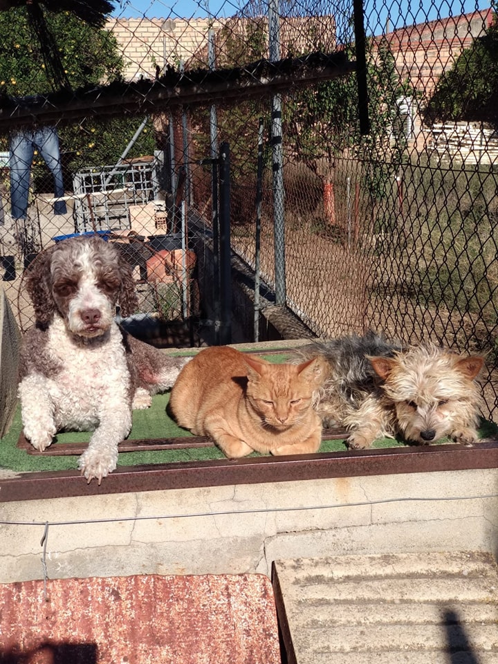 SosAbuelos1's tweet photo. #Barcelona
El papá de #LAYCA (la perrita de aguas de 9 años) y #NALA (la Yorkshire de 4), ha entrado en una residencia y ya no las puede seguir cuidando.

Ambas son muy buenas y cariñosas.
Buscamos adopción #conjunta para ellas.

Pueden viajar. 
Solo WhatsApp 672 49 83 05 https://t.co/LmkhYgvlVC