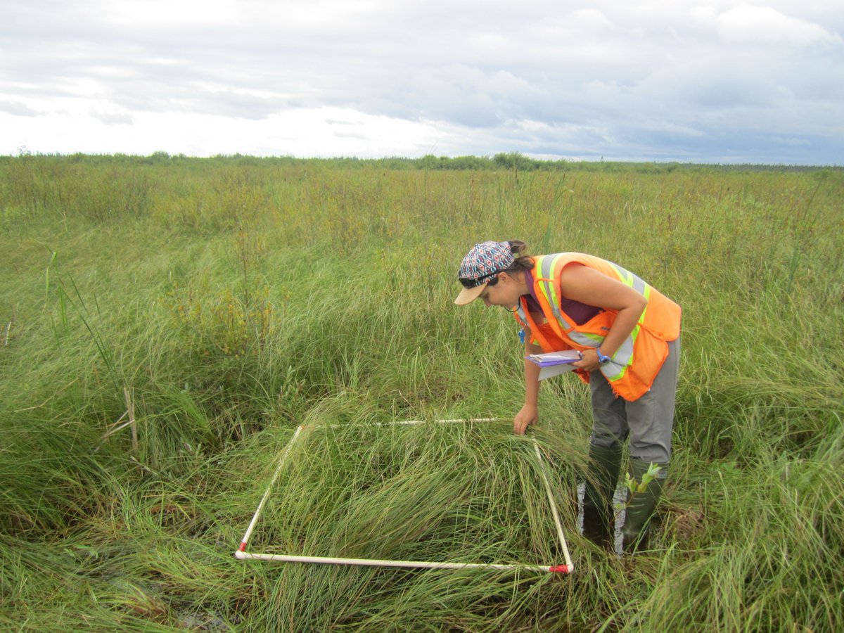 Peatland Ecology Research Group (@perg_gret) on Twitter photo Congrats to Laurence T-Courchesne for her MSc publication! Thanks to @mar_davies and <a href="/wetland_GHG/">Dr Maria Strack</a> for coordinating everything!
The paper highlights key insights on fen #restoration and underscores the importance of WTL management
bitly.ws/33xk6
#PeatTwitter Congrats to Laurence T-Courchesne for her MSc publication! Thanks to @mar_davies and <a href="/wetland_GHG/">Dr Maria Strack</a> for coordinating everything!
The paper highlights key insights on fen #restoration and underscores the importance of WTL management
bitly.ws/33xk6
#PeatTwitter