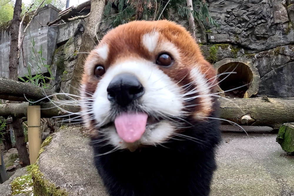 Oregon Zoo tweet media