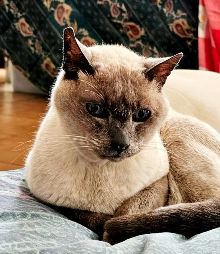 DeGatitos_'s tweet photo. Un caso muy especial
Una segunda oportunidad
Me llamo Felipe y hace 12 años que vivo como el Rey de la Casa
Mi abuelito me crio, y me malcrió, desde siempre
Me castró y me vacunó, yo era un gatito tan feliz,
Pero, siempre hay un pero, mi abuelito se fue al cielo de los humanos, y https://t.co/O6JTJmBDdD