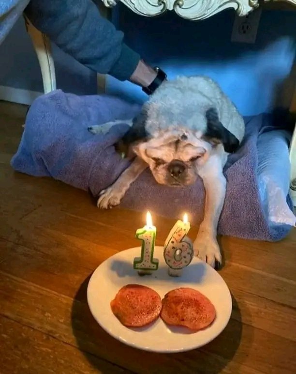 pugloverig's tweet photo. https://t.co/TLSDPqdxoN