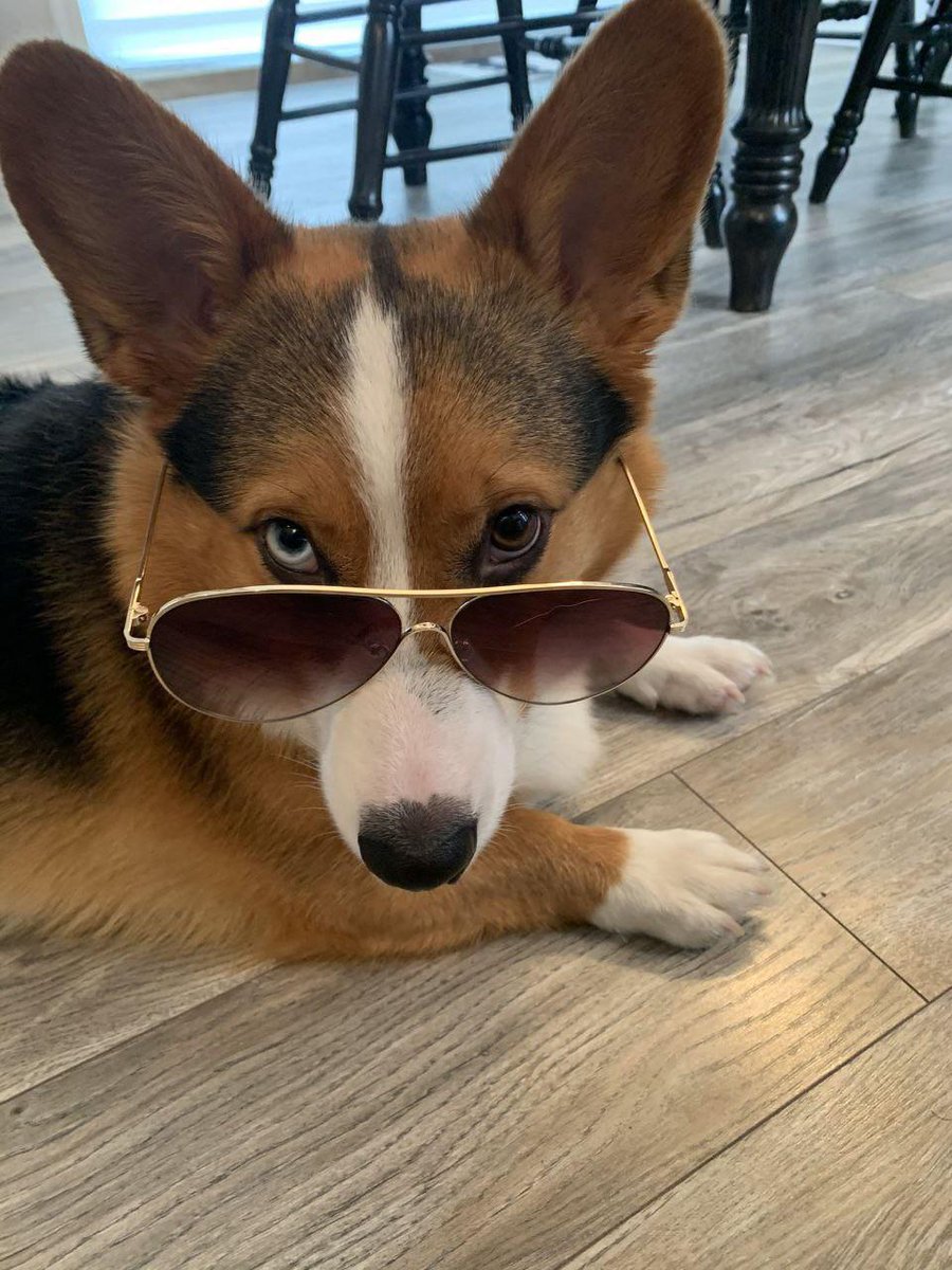 IT'z Corgi Lovers Unity(USA) (@mycorgiunity) on Twitter photo 