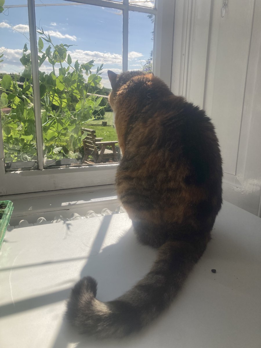 b_lecorps's tweet photo. Want to know what cats think of outdoor access and how much it matters to them?

Only a few days left to apply to this PhD studentship!
@Bristol_Vets 
https://t.co/xhtK6kSohe https://t.co/JoZ66ETLMe