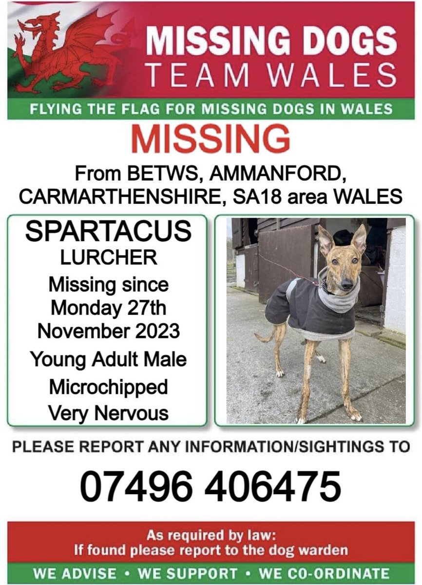 🔺URGENT SHARES PLEASE, NERVOUS WITH EXTENDING LEAD ATTACHED 🔺 ❗❗SPARTACUS #LURCHER MISSING FROM #BETWS, #AMMANFORD, #CARMARTHENSHIRE, SA18 area #WALES ❗❗ 🔺VERY NERVOUS, PLEASE DO NOT CALL OR CHASE, PHONE NUMBER WITH ANY SIGHTING 🔺