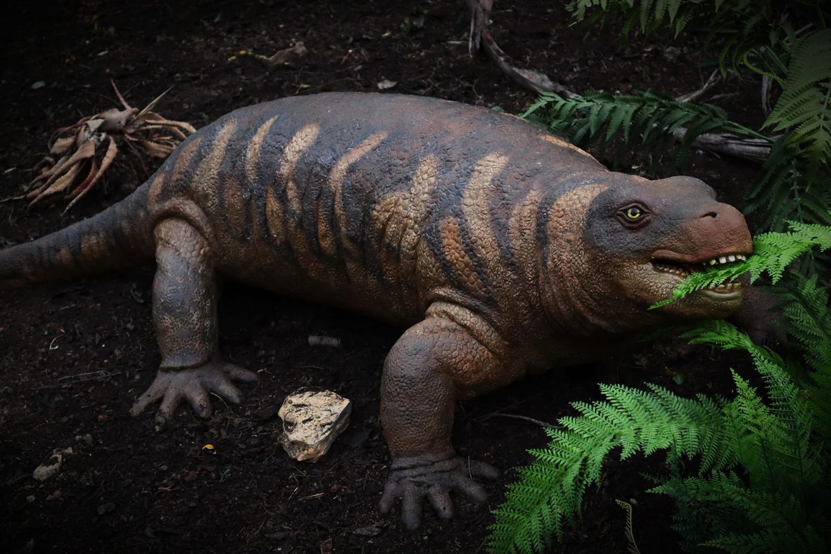 Sculpture of the reptilomorph Diadectes sideropelicus, from the early Permian, USA. It was one of the first herbivorous tetrapods. #Diadectes #permian #reptilomorph #tethrapod