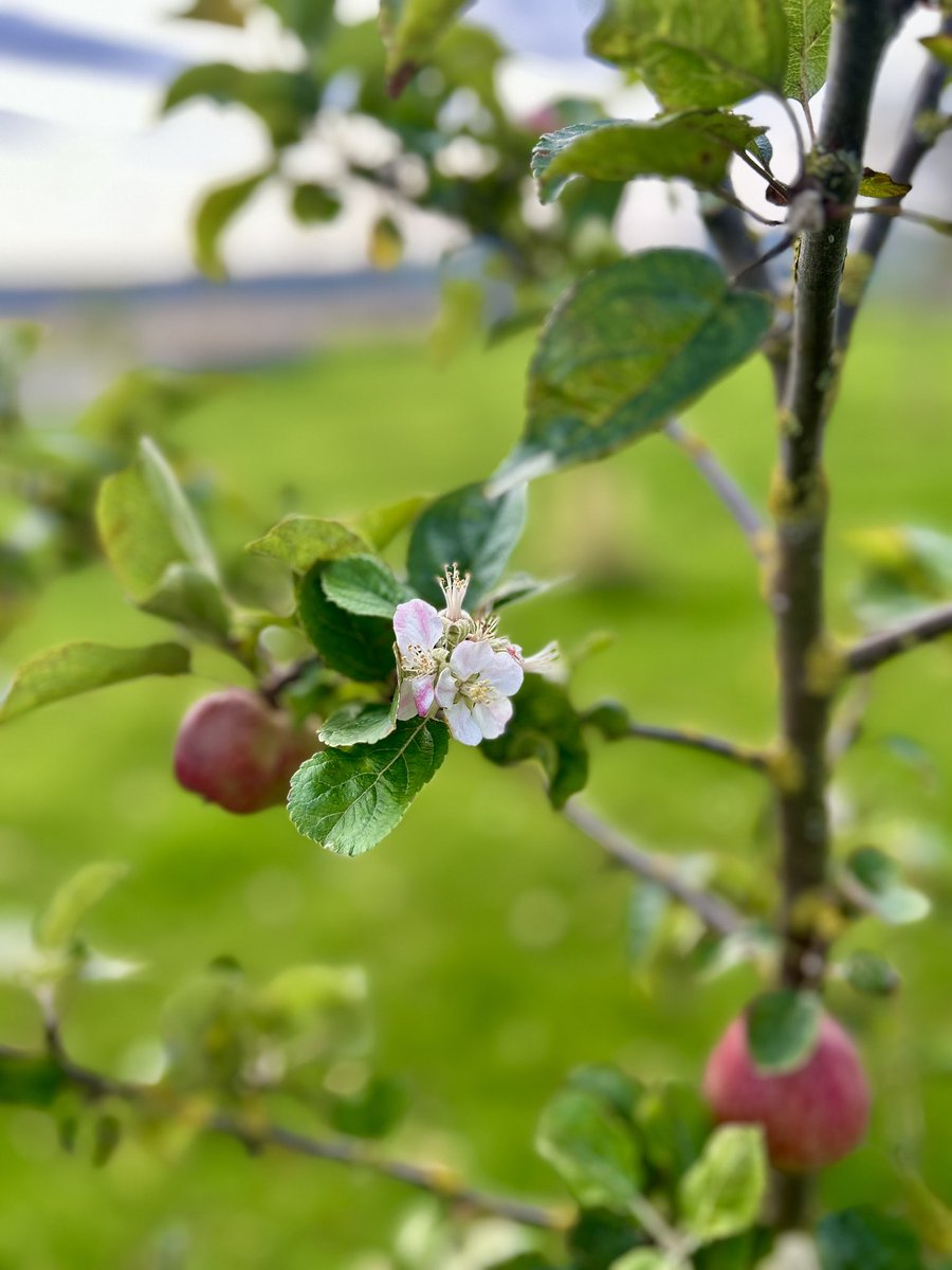 We’re excited to be celebrating #NationalTreeWeek, the UK's largest annual tree celebration hosted by @thetreecouncil where volunteer groups and tree lovers get together to plant thousands of trees, marking the start of the winter planting season!! 🌲🌳 Let's #growatreein23! 💚