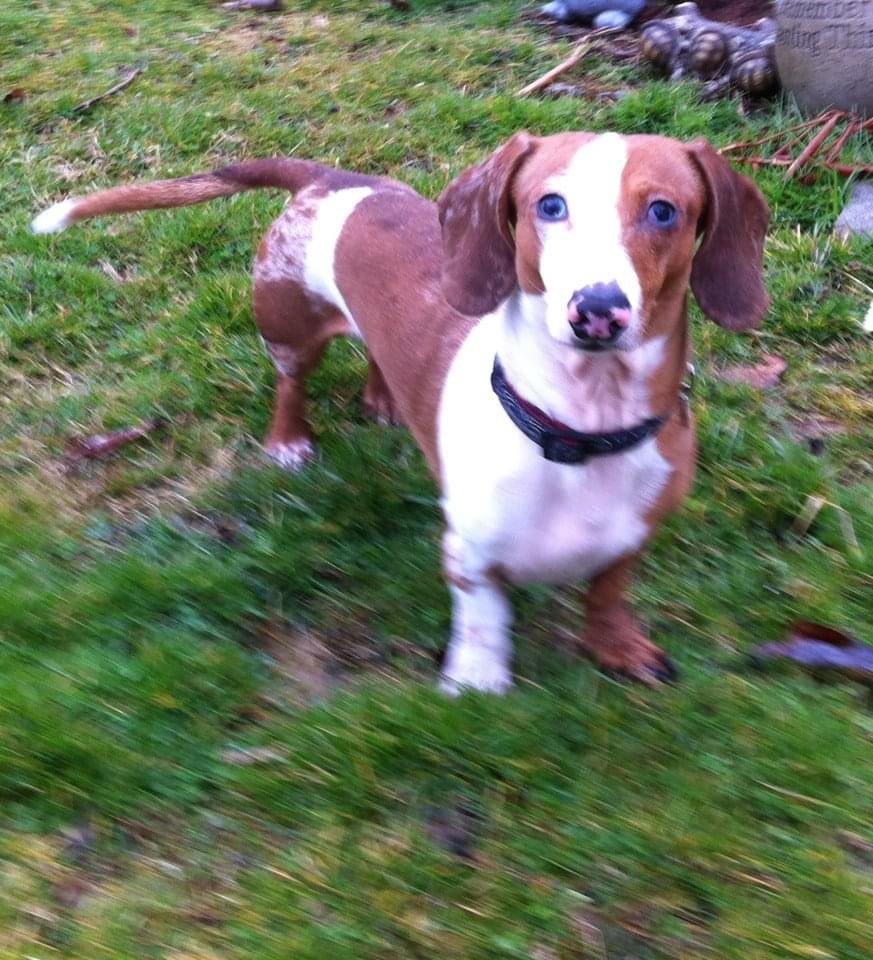 dachsiebabe's tweet photo. @Phil_Sledge Sparky https://t.co/VpyE0gUpSz