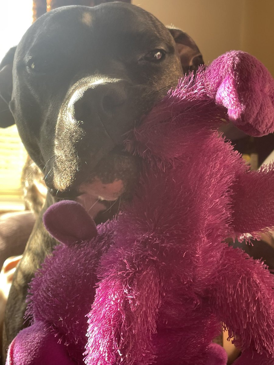 Haven’t uploaded a photo of Pig in a while. So here she is looking super scary with her teddy. Maaaan sooo scary with her pink teddy called Frig.