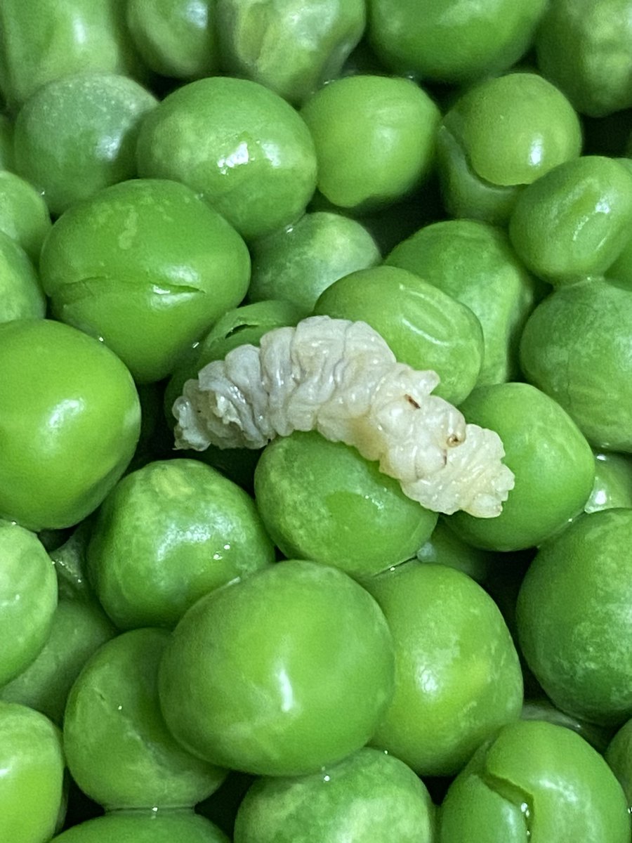 wyrmlore's tweet photo. Hi @Tesco
Can you tell me how this grub/caterpillar got into my frozen peas? Fortunately I caught it before dishing them up but it’s nicely cooked! 
Didn’t realise this was a trial dinner. https://t.co/BbTeXX2t14