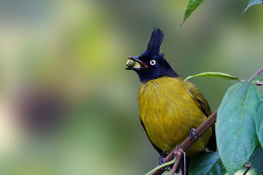 Download the latest issue of Wild Planet Photo Magazine w1pl.com/wpm Black Crested Bulbul, Jim Corbet National Park, India by Partha Roy