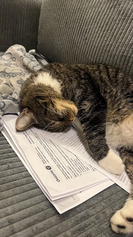 Working hard or hardly working? Little Lucy is exhausted after working hard filling out disability forms all day! Thanks to Dr. Lua Samimi for this photo. See all entries at tinyurl.com/4s9w8xwe. #TheArtofResidency