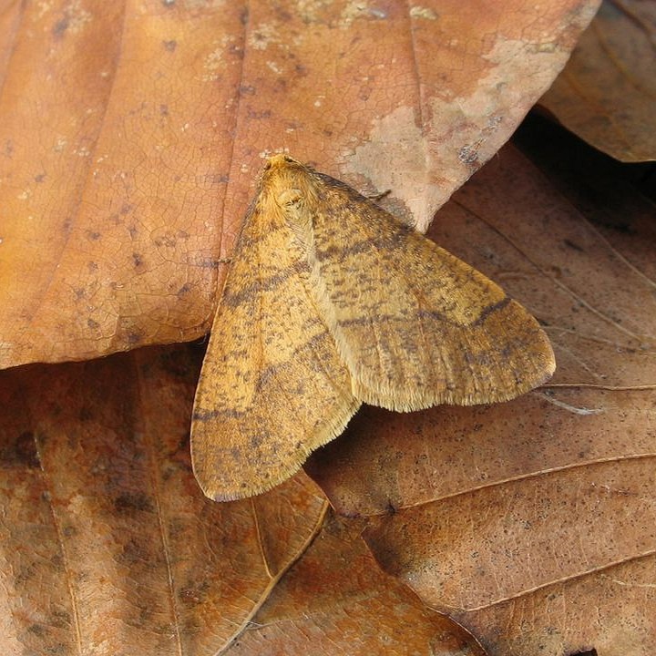 Have you seen this autumnal moth? 👀🍂 Scarce Umber (Agriopis aurantiaria) males are on the wing this month, while the wingless females can be found climbing up the trunks of trees. 🌳 📷: Mark Parsons #MothMonday