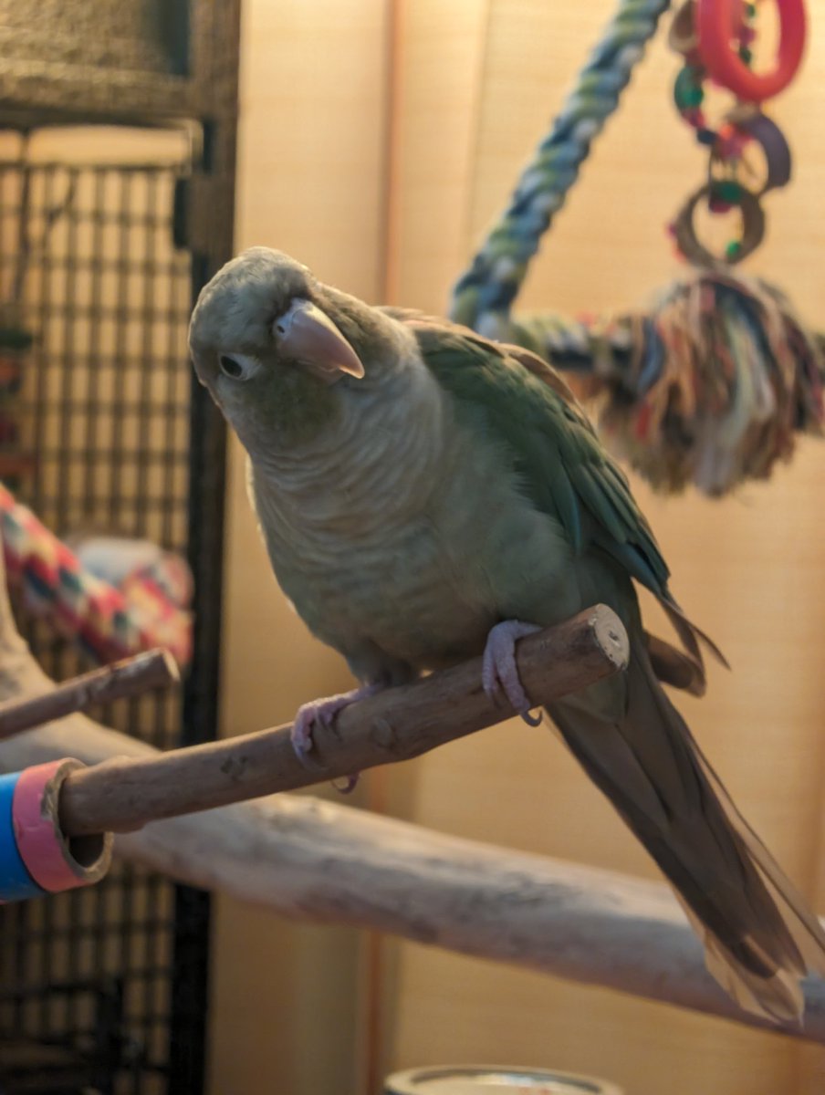 I was really sweet yesterday morning, so today I made up for it by being a TERROR BEAN and lunging every time a hand got close!!