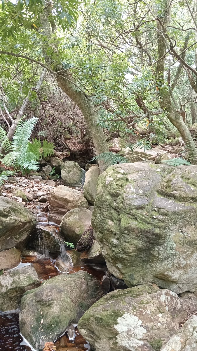 savekuilsriver's tweet photo. Hit some mountains for #GSB on Saturday. This is Oudebosch, Kogelberg Nature Reserve to Harold Porter National Botanical Gardens, Betty's Bay. Well worth it!!

#naturalheritage #kogelbergbiosphere https://t.co/vHhLtohw9M