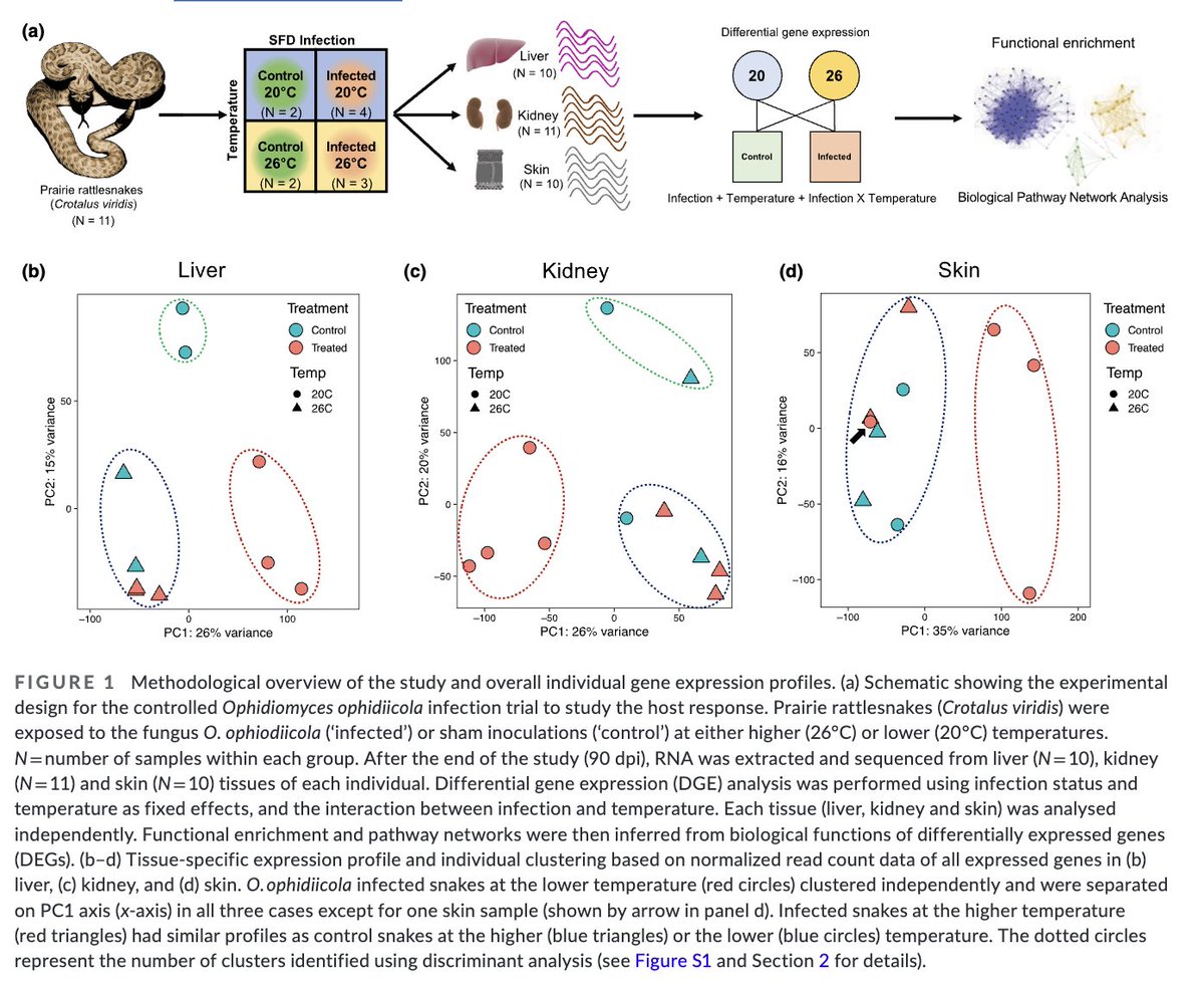 SamarthPhD's tweet image. We performed controlled infection in captive Prairie rattlesnakes with O. ophidiicola at two different temps: 20 and 26°C. We then compared liver, kidney, and skin transcriptomes to assess tissue-spe-cific genetic responses to O. ophidiicola infection. #RNASeq 

Methods Overview: