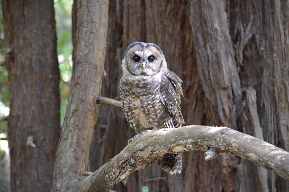 We're going on an Owl Prowl! Join us 12/9 for a guided evening hike to visit a few known owl hangouts in Muir Woods & learn more about this fascinating species. While encounters are not guaranteed, it's sure to be a hoot 🦉 Registration required: forms.office.com/g/Xt1d32YNpU