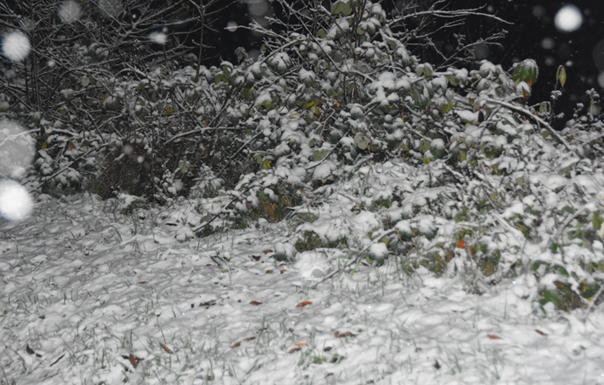 weermanrobert's tweet photo. #Sneeuw op dit moment op de #Tankenberg bij #Oldenzaal in het oosten van het land. Winters plaatje met aanhoudende lichte sneeuwval en temperaturen rond het vriespunt. Foto's gemaakt door Ronald, via @weerwoordbe https://t.co/Uim2BRIqhm