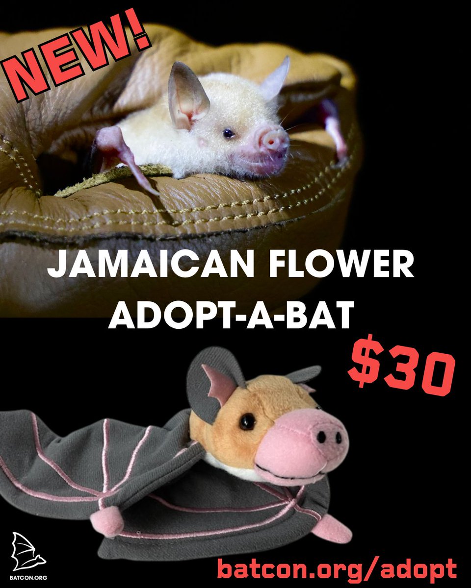 NEW BAT DROP! Adopt the Critically Endangered Jamaican flower bat for only $30! Adoption includes: - a plush stuffed bat toy! - an official adoption certificate - complete species profile information for the bat of your choice - helping BCI protect bats around the world Makes a…