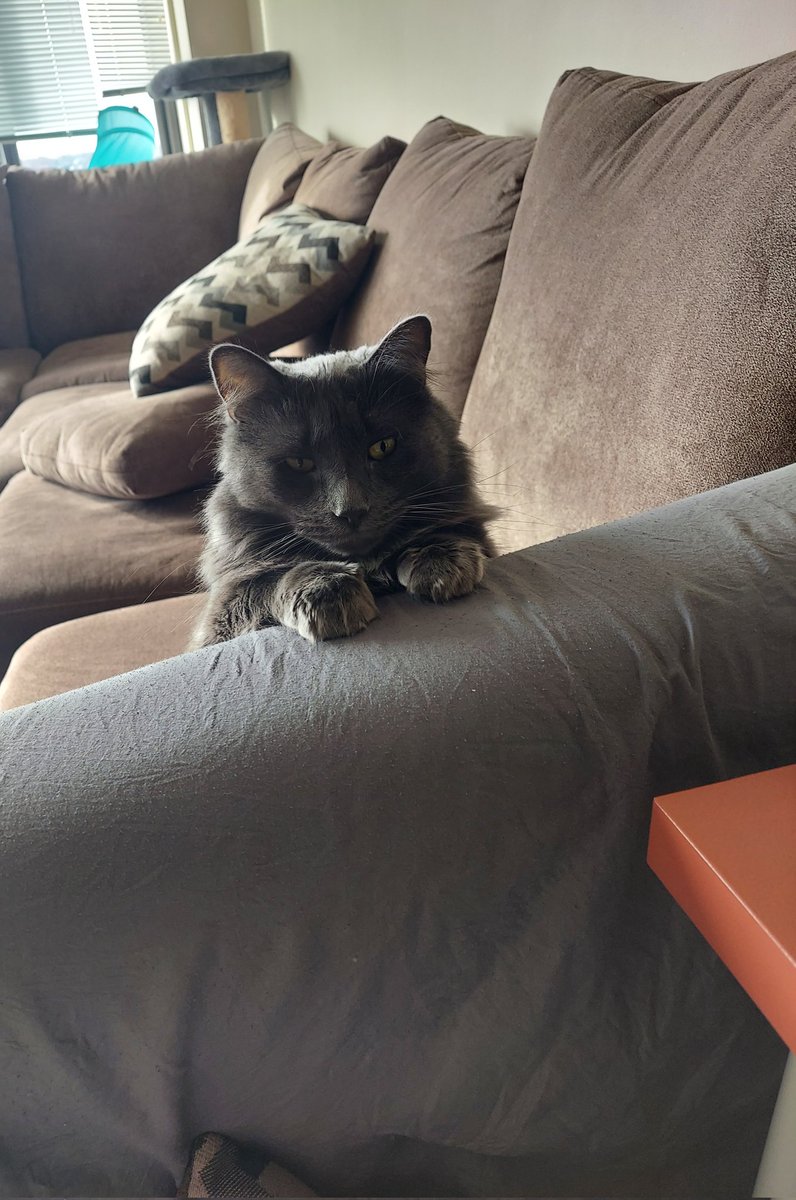 ItsJetterYo's tweet photo. How this dummy watches me to homework https://t.co/OalCeDCvsT