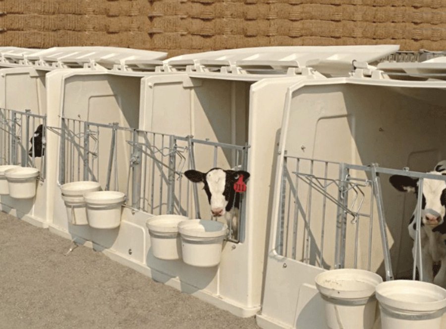 Calf housing