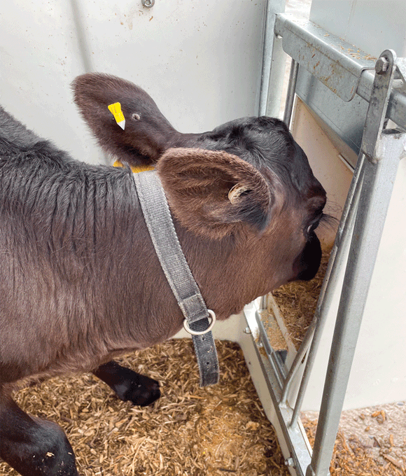 calf housing