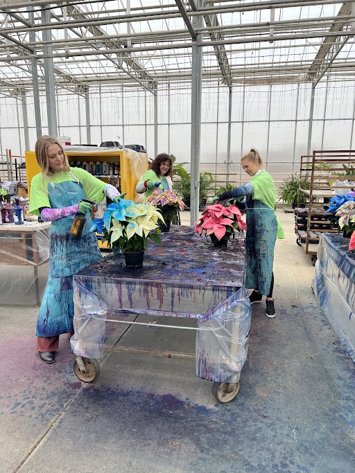 ModernClimate's tweet photo. Merry and bright! We were thrilled to visit @shopbachmans to feast our eyes on this year’s yield of colorful poinsettias–infinite rows of perfection! And we got to learn a bit about the process of painting the blooms. #client #bachmanshappy https://t.co/QYNeddls1N