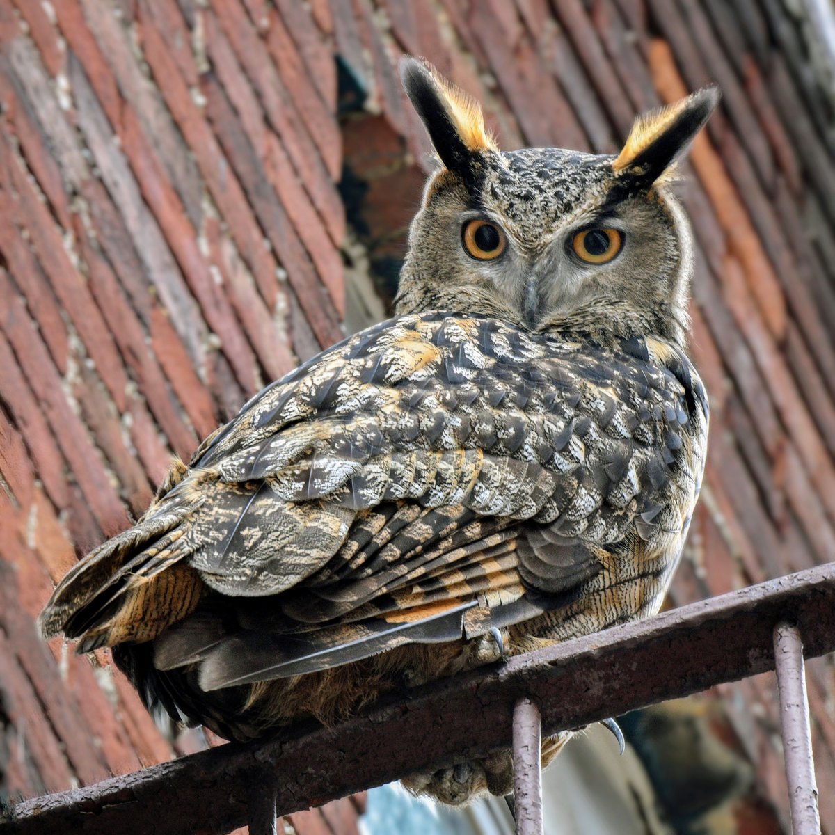 Flaco the Eurasian Eagle-Owl continues to enjoy life on the Upper West Side, resting on a fire escape in the West 80s today, a well-hidden, private location with no view from the street and no birds to bother him.