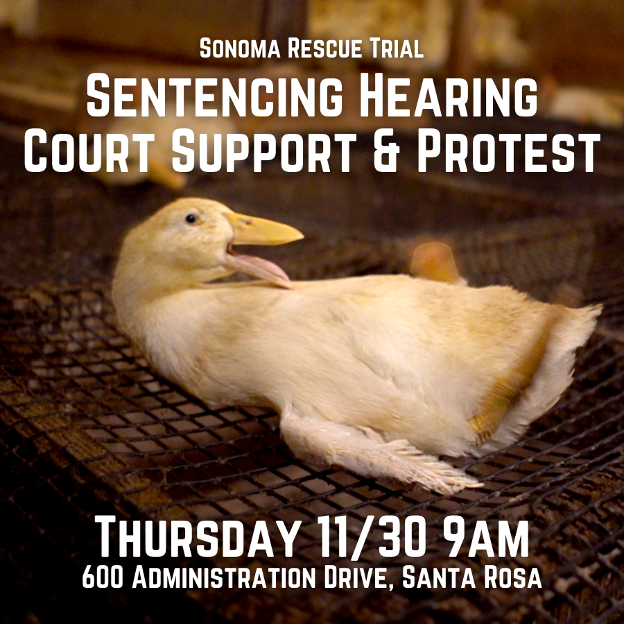 SonomaTrial's tweet photo. The sentencing hearing is in just 3 days on Thursday 11/30! Join us united against animal cruelty and the repression of compassionate animal rescuers! 
See you all there a 9am at 600 Administration Dr, Santa Rosa. 
Plant-based lunch will be provided. https://t.co/fbsdLvzvY3