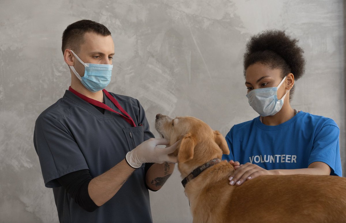 LACityPets's tweet photo. This #GivingTuesday, give hope to abused &amp; injured animals by donating to LA Animal Services' STAR Fund.

Your donation will help get these deserving animals on the road to recovery &amp; happiness.

Donate now &amp; be a part of their second chance. https://t.co/uVkQYWSj9t https://t.co/q7eWeTMjik