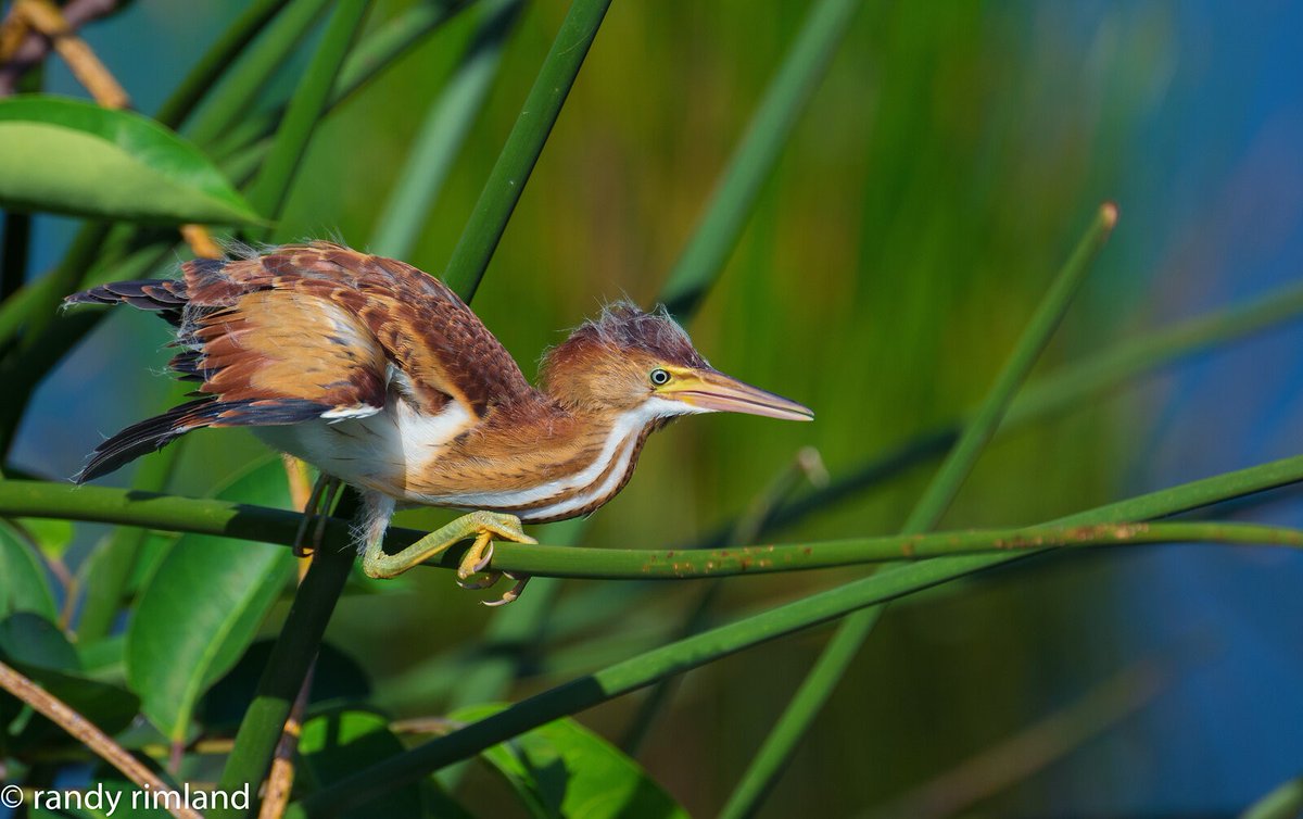 Ontario Streams tweet media